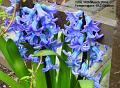 2004-0314hyacinth
